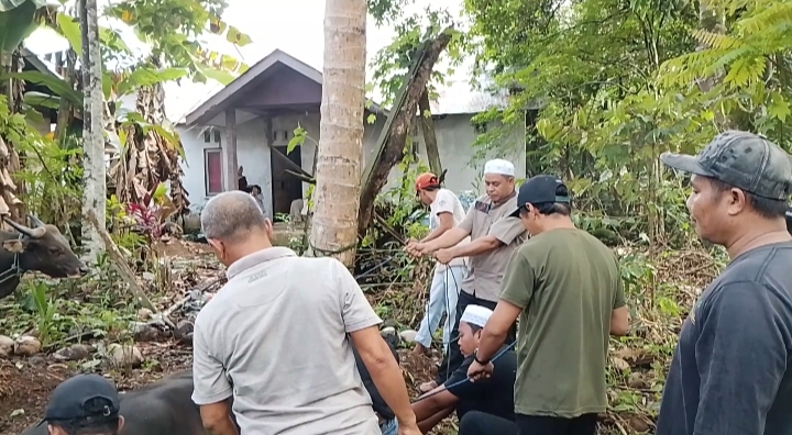 Berita Desa Murung Jambu Kegiatan Penyembeliahan Hewan Kurban Serta Pembagian Daging Kepada Masyarakat